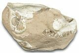 Fossil Oreodont (Leptauchenia) Skull - South Dakota #284205-1